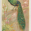 Java peacock.