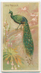 Java peacock.
