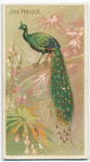 Java peacock.
