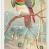 King bird of paradise.