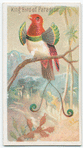 King bird of paradise.