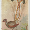 Lyre bird.