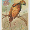 Magnificient bird of paradise.