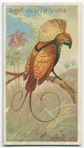 Magnificient bird of paradise.