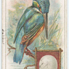 The Kingfisher.