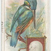 The Kingfisher.