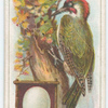 The woodpecker.
