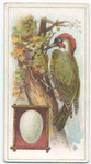 The woodpecker.
