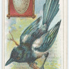 The magpie.