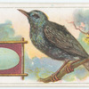 The starling.