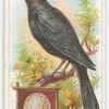 The blackbird.