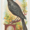 The blackbird.