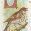 The thrush.