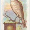 The nightingale.