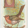 The robin.