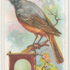 The redstart.