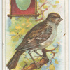 The hedge-sparrow.