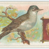 The blackcap warbler.