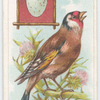 The goldfinch.