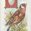 The goldfinch.
