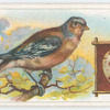 The Chaffinch.