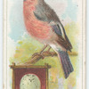 The bullfinch.