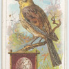 The yellowhammer.