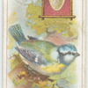 The tom-tit.