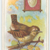The wren.