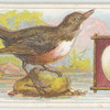 The dipper.