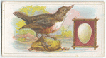 The dipper.