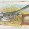 The pied wagtail.
