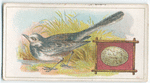 The pied wagtail.