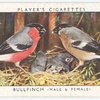 Bullfinch (male & female).
