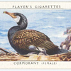 Cormorant (female).