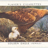 Golden eagle (female).