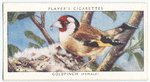 Goldfinch (female).