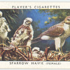 Sparrow hawk (female).