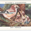 Jay (female).