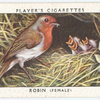 Robin (female).