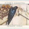 Swallow (female).