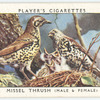 Missel thrush (male & female).