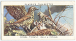 Missel thrush (male & female).