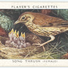 Song thrush (female).