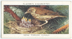 Song thrush (female).