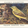 Yellow wagtail (male).