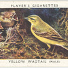 Yellow wagtail (male).