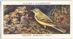 Yellow wagtail (male).