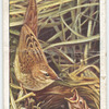Grasshopper warbler (female).