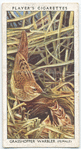Grasshopper warbler (female).
